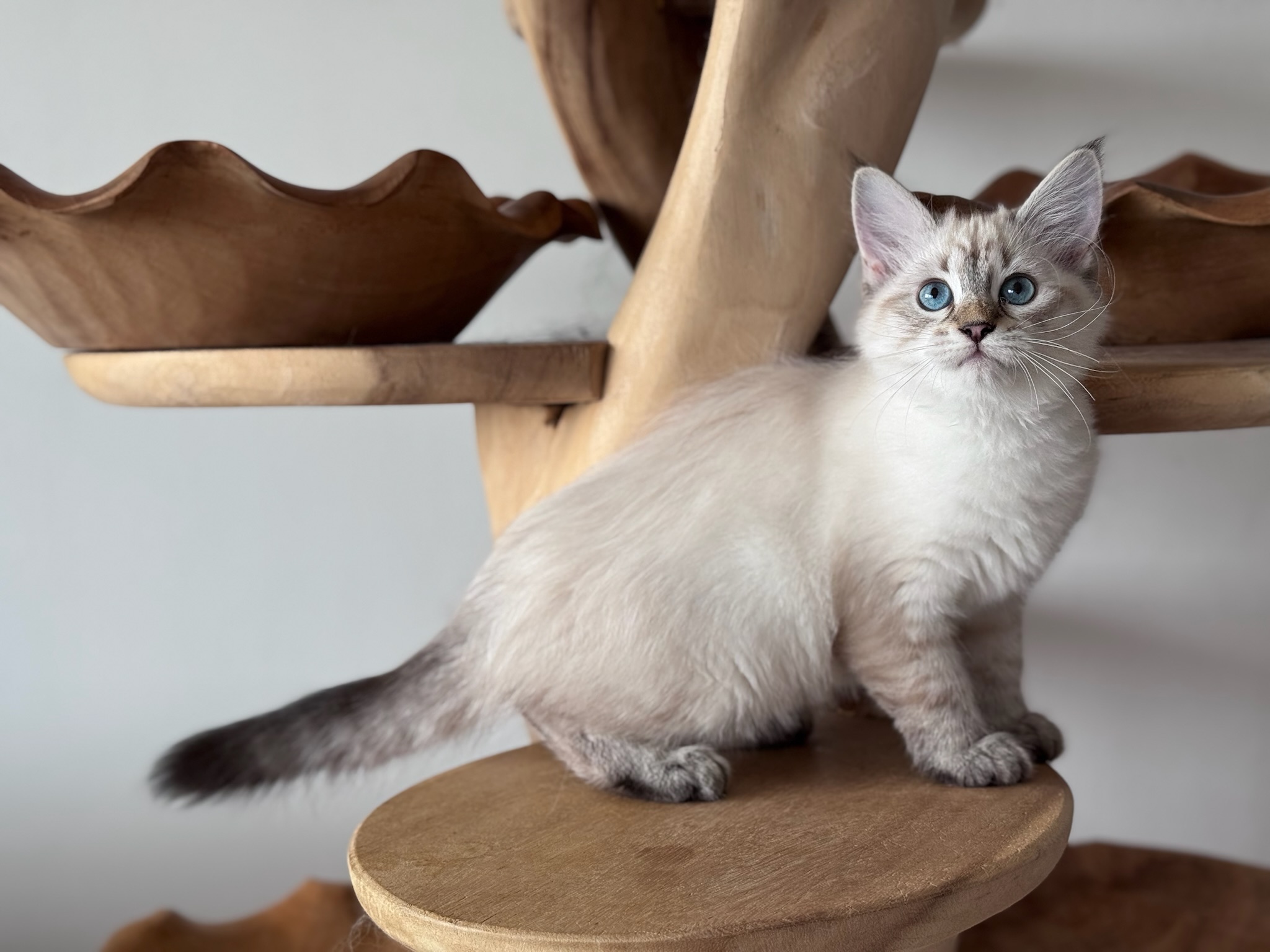 Isabella (Polar Sapphire), Sex: Female